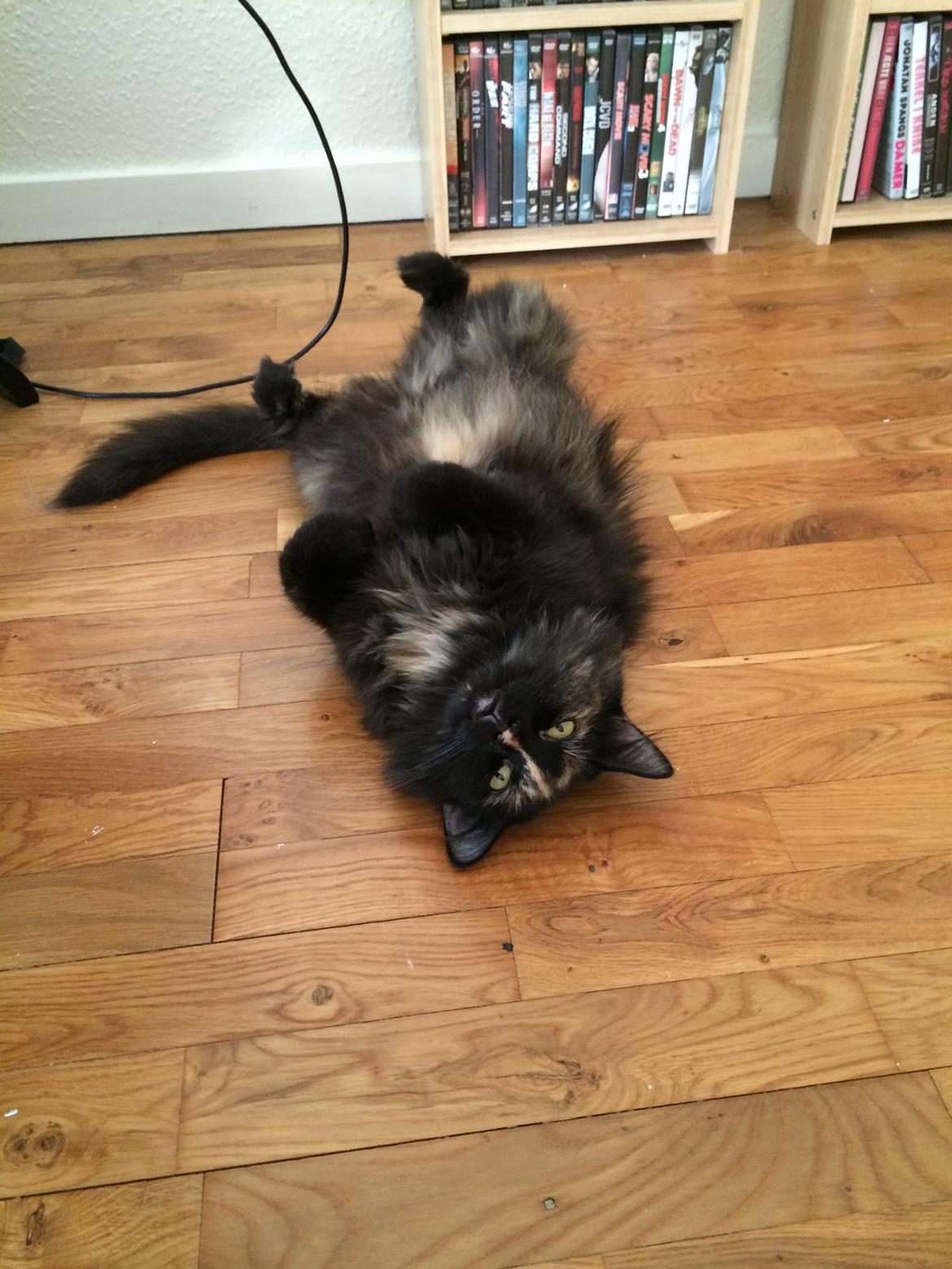 Blanding af racer Bailey billede 13