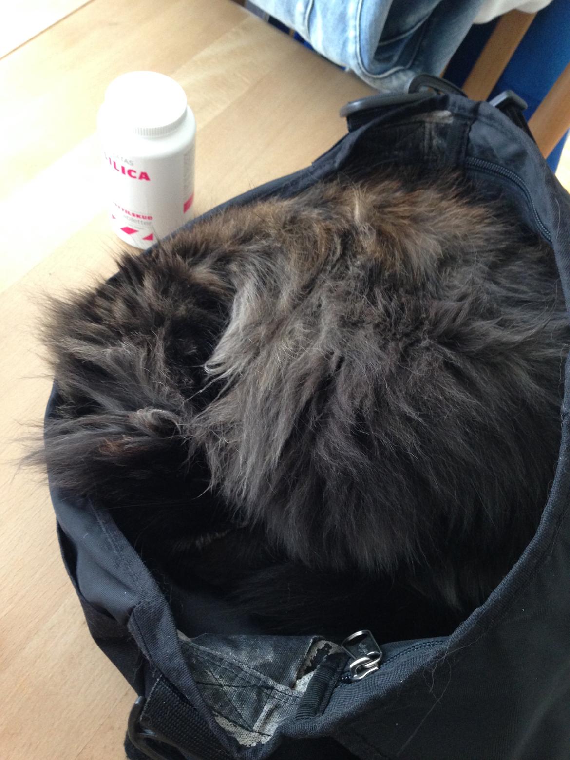 Blanding af racer Bailey billede 14