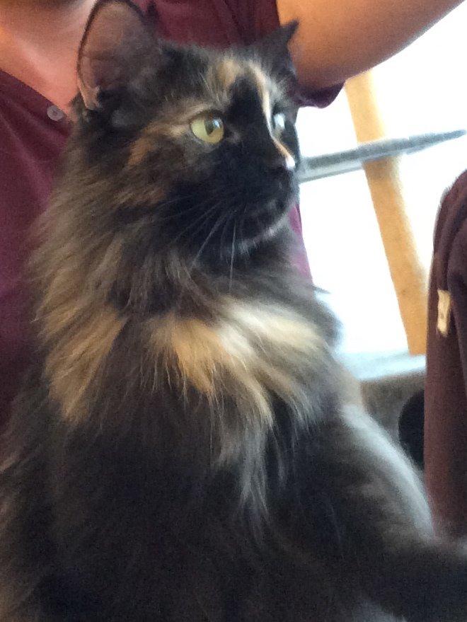 Blanding af racer Bailey billede 6