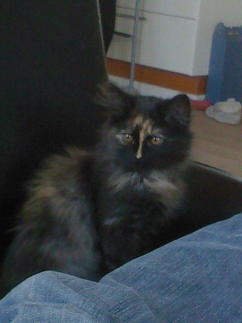 Blanding af racer Bailey billede 2