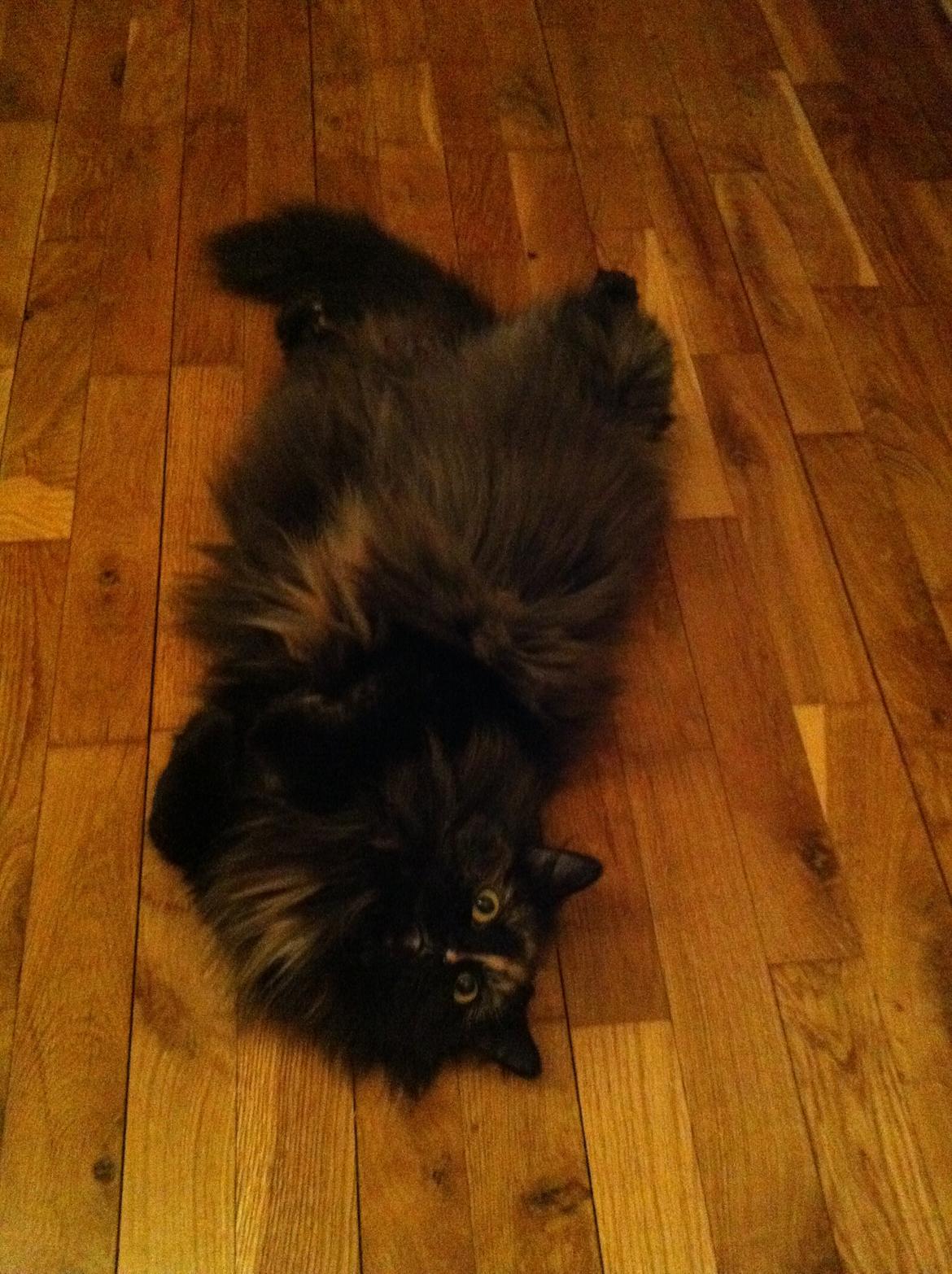 Blanding af racer Bailey billede 3