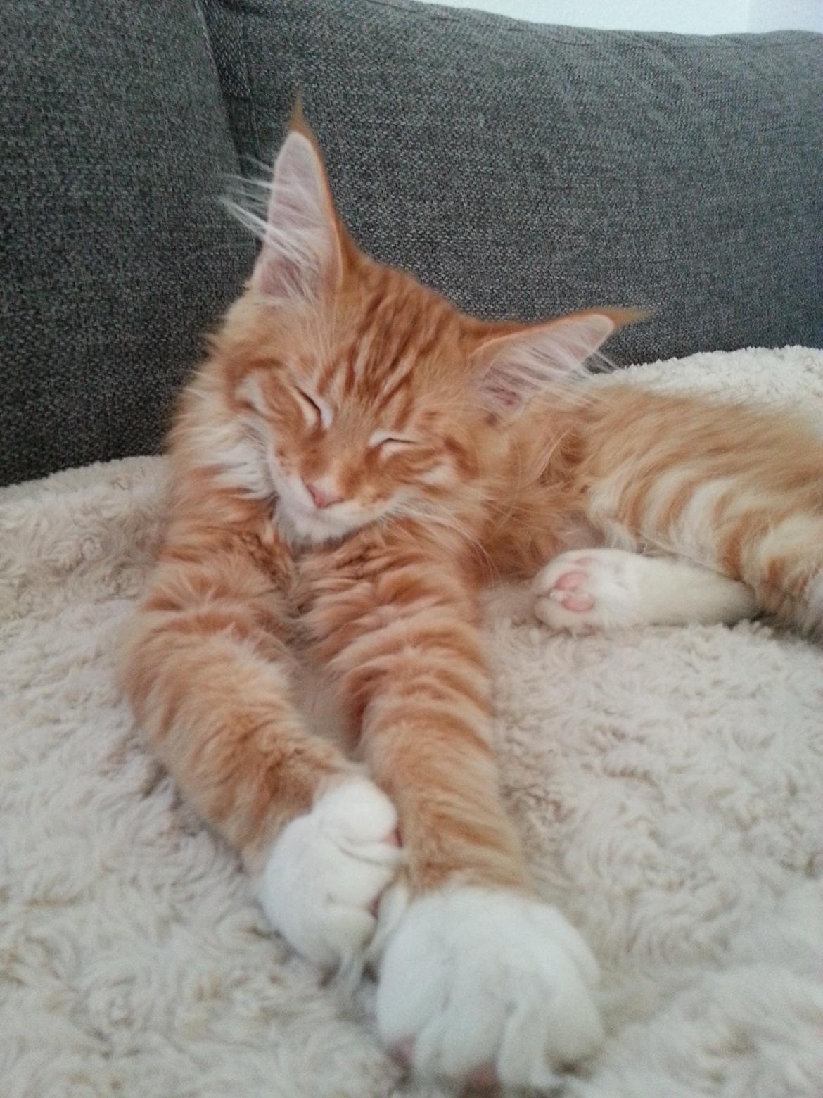 Maine Coon Obi wan kenobi billede 5