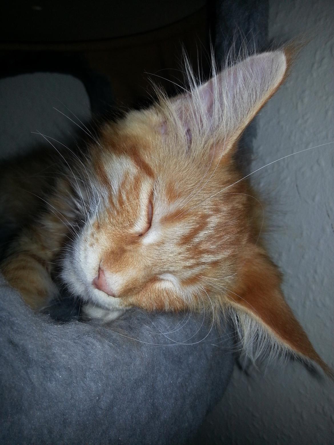 Maine Coon Obi wan kenobi billede 6