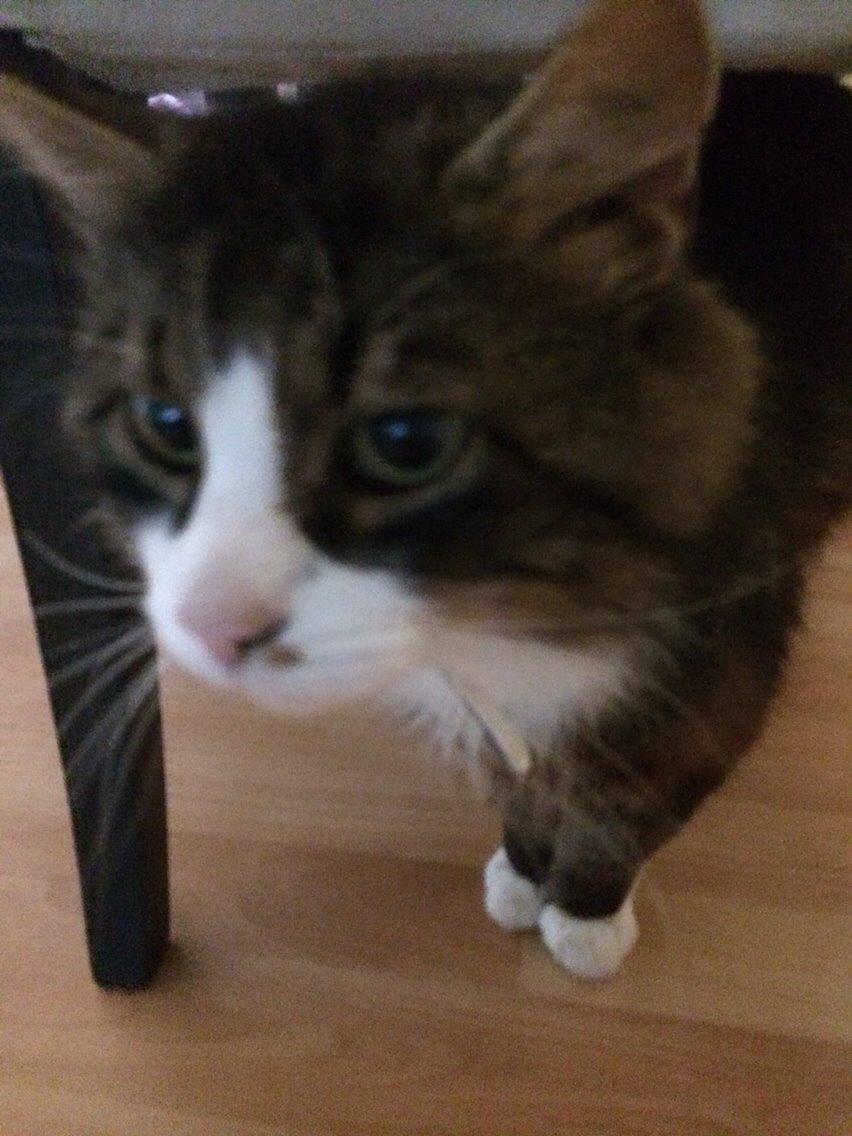 Blanding af racer Walter billede 2