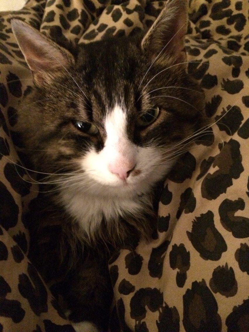 Blanding af racer Walter billede 1