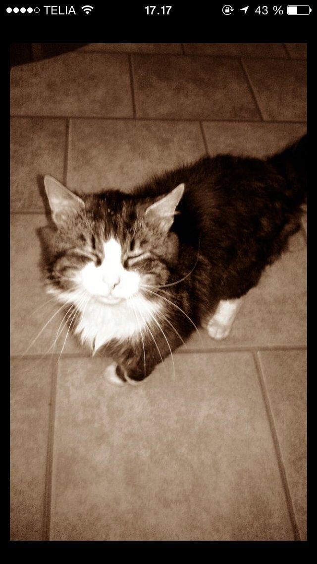 Blanding af racer Walter billede 3