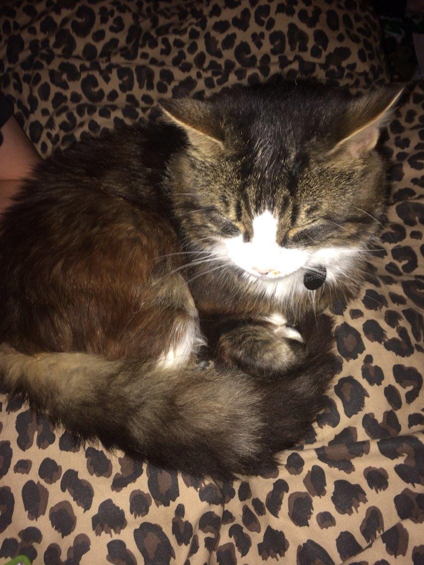 Blanding af racer Walter billede 4