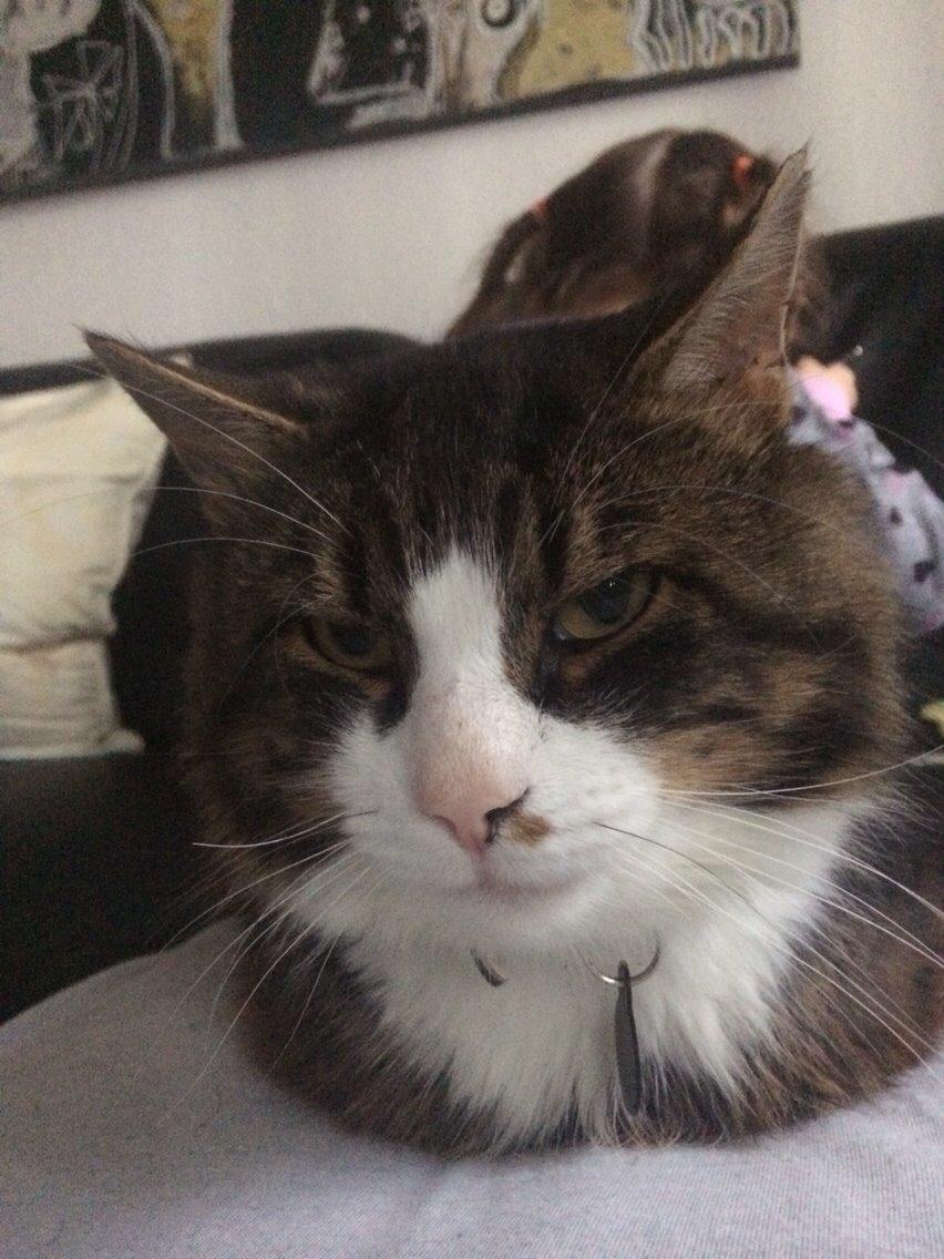 Blanding af racer Walter billede 5