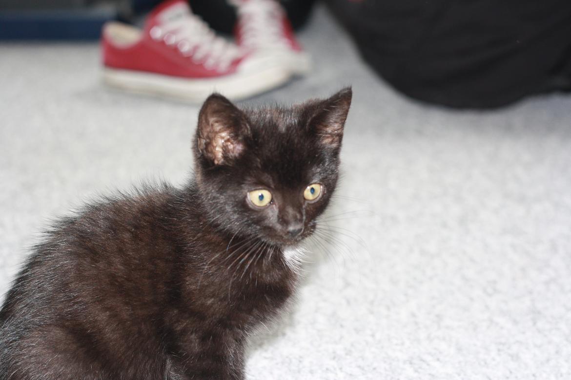 Huskat Mille billede 1