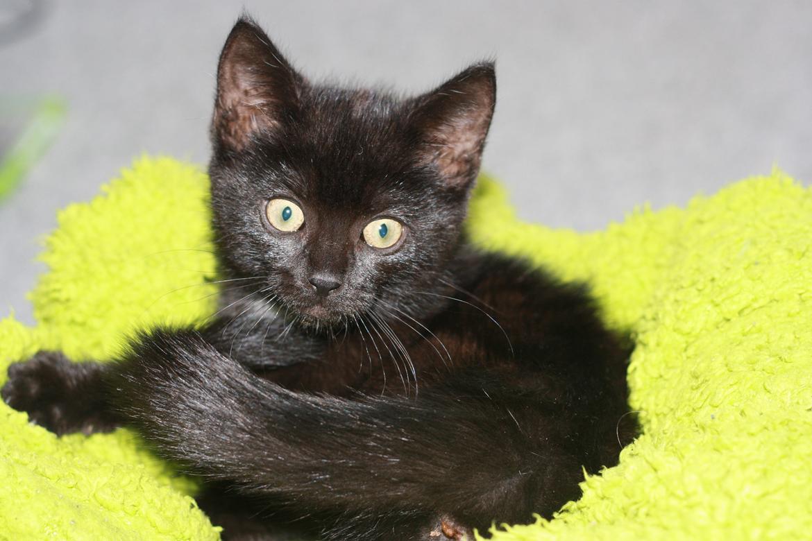 Huskat Mille billede 3