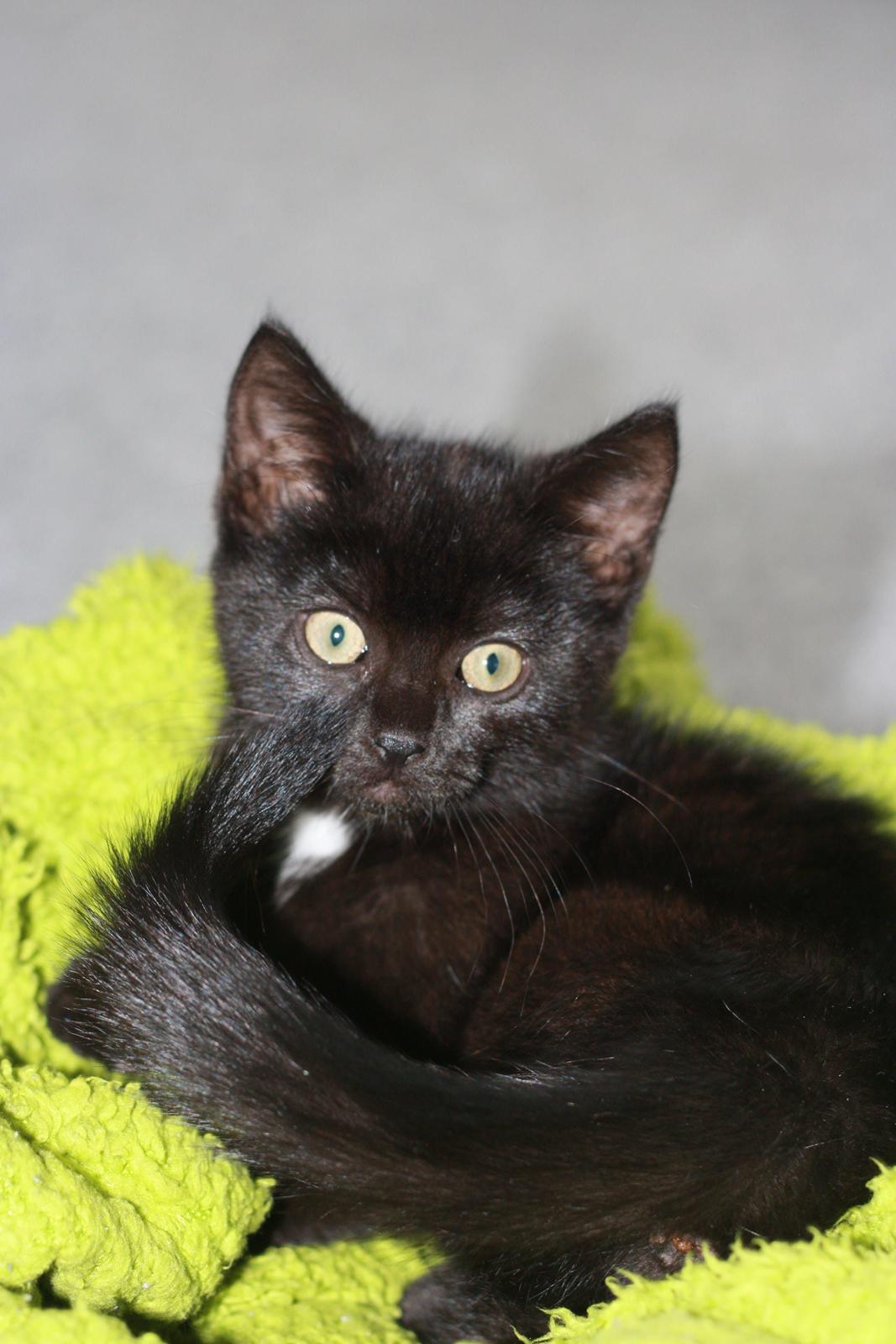 Huskat Mille billede 2