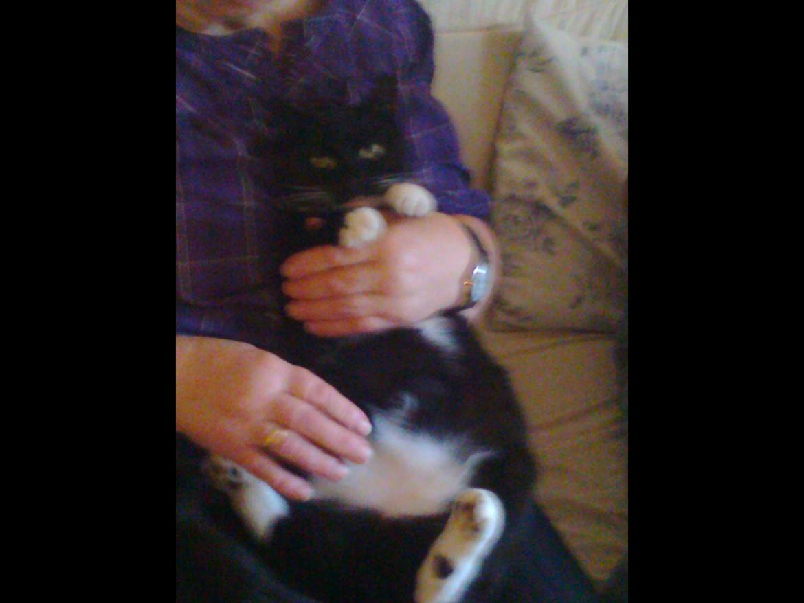 Huskat Speedy billede 9