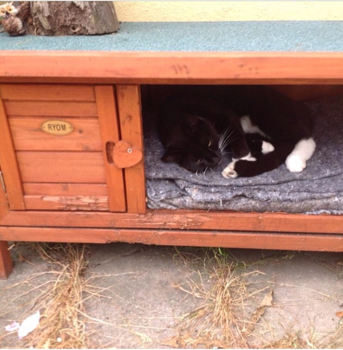 Huskat Speedy billede 7