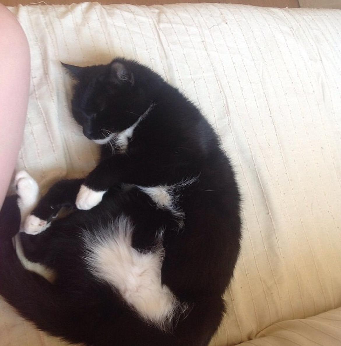 Huskat Speedy billede 4