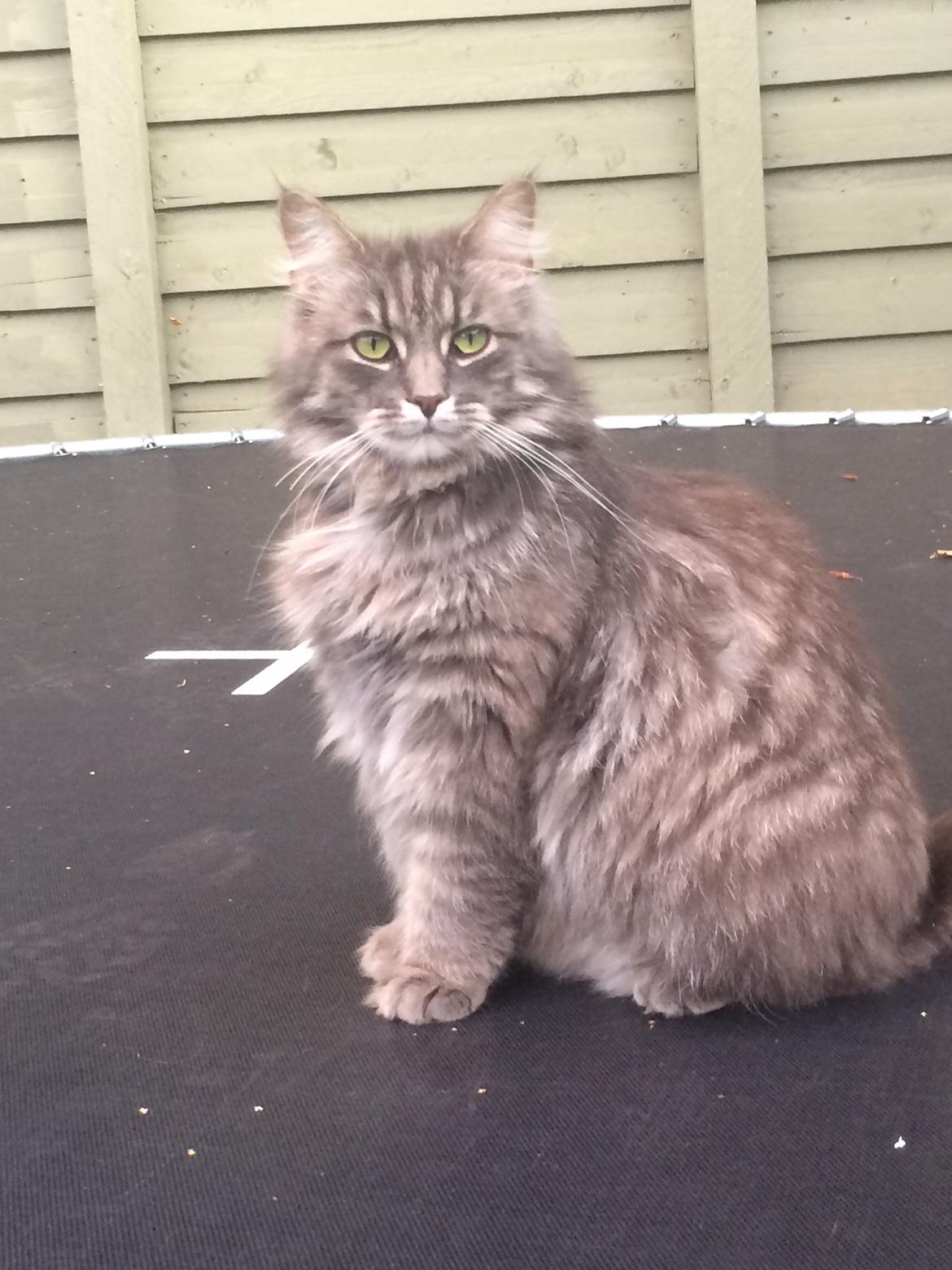 Blanding af racer Tia billede 6