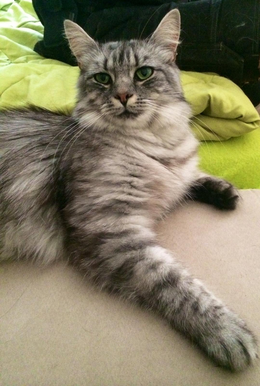 Blanding af racer Pjevs billede 1