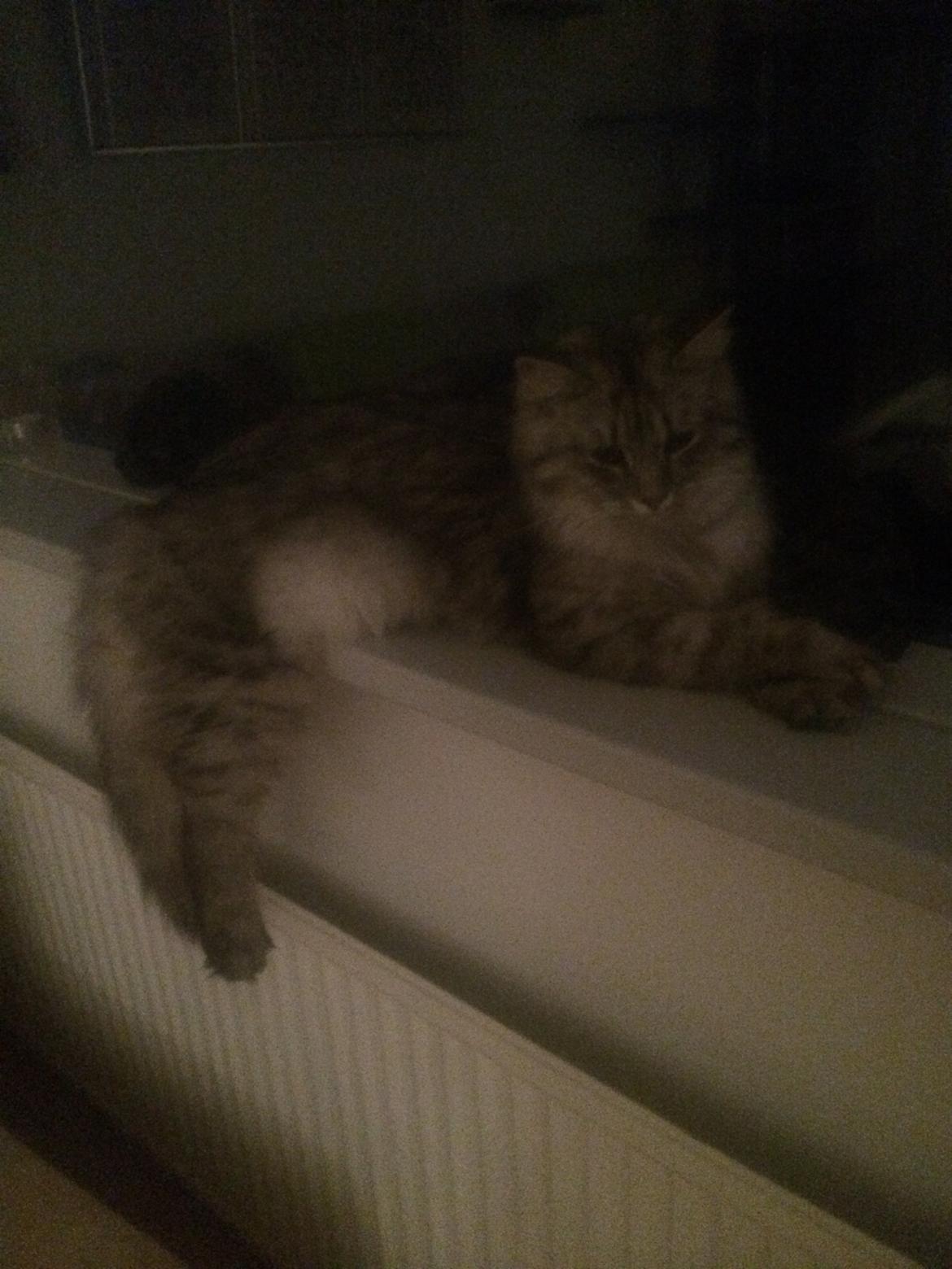 Blanding af racer Pjevs billede 3