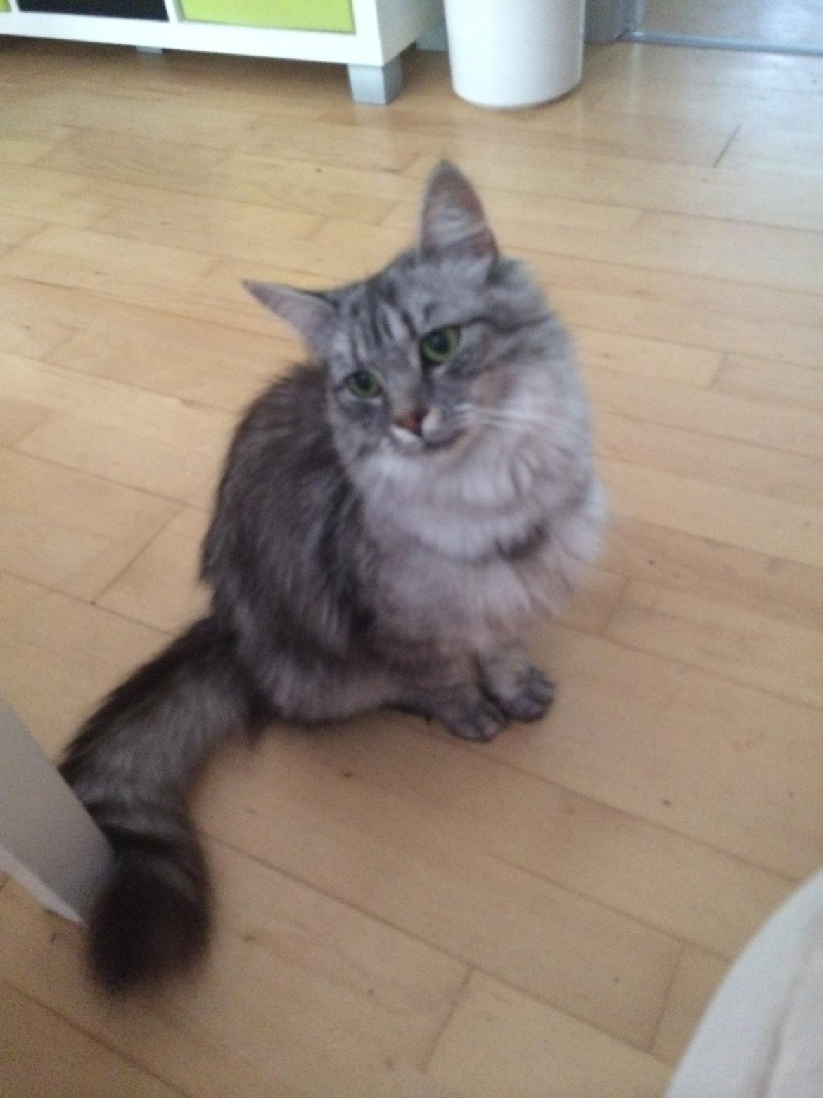 Blanding af racer Pjevs billede 4