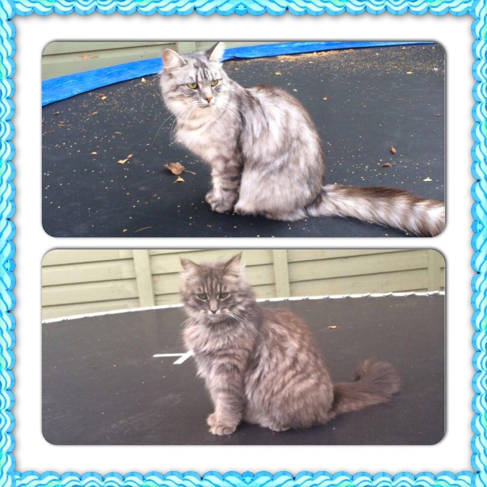 Blanding af racer Pjevs billede 5