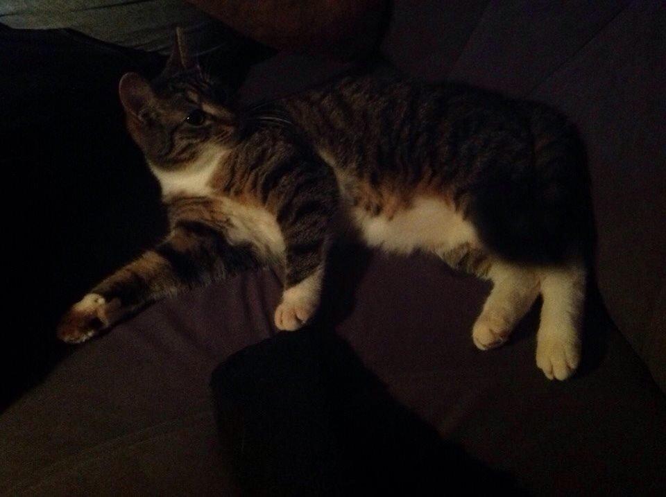 Huskat Soraja billede 3