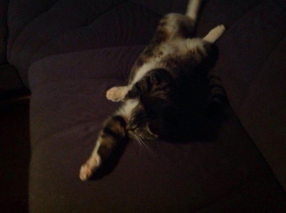 Huskat Soraja billede 5