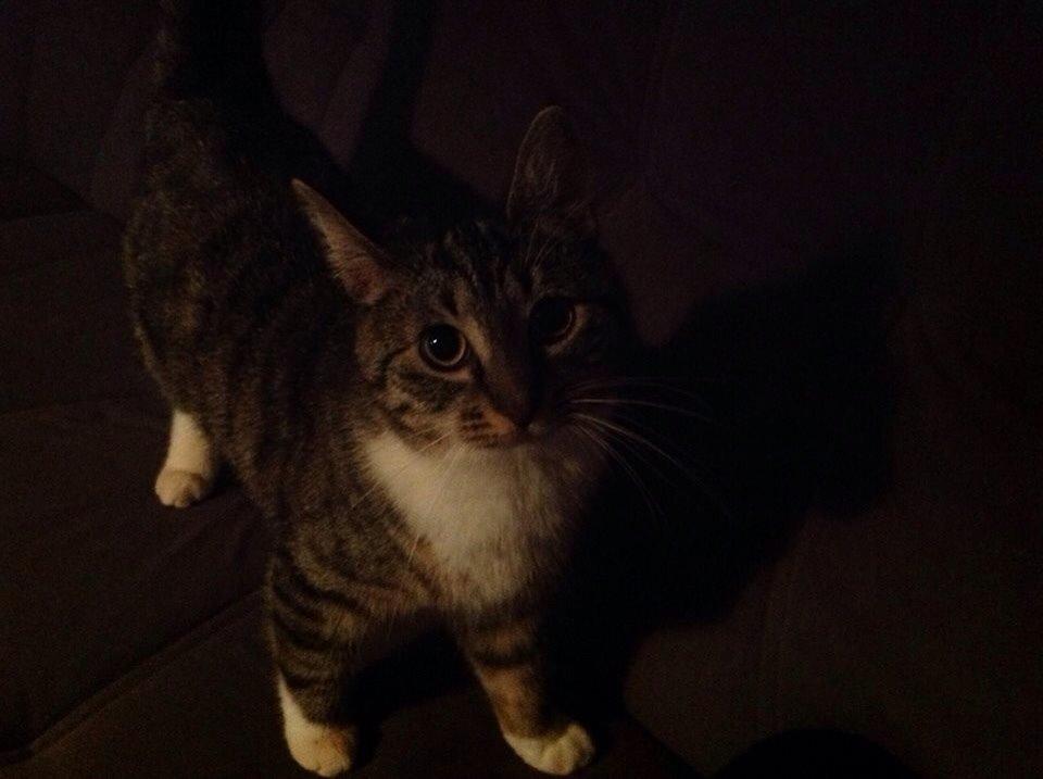 Huskat Soraja billede 6