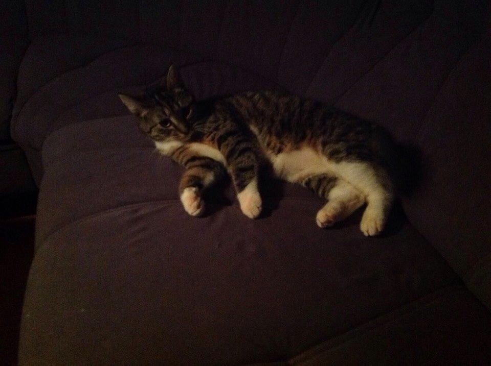 Huskat Soraja billede 7