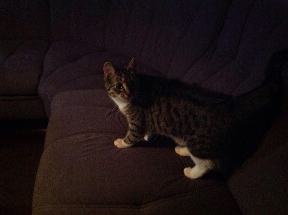 Huskat Soraja billede 8