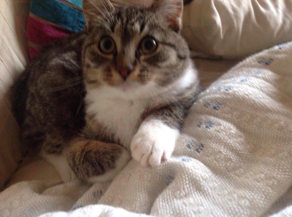 Huskat Soraja billede 9