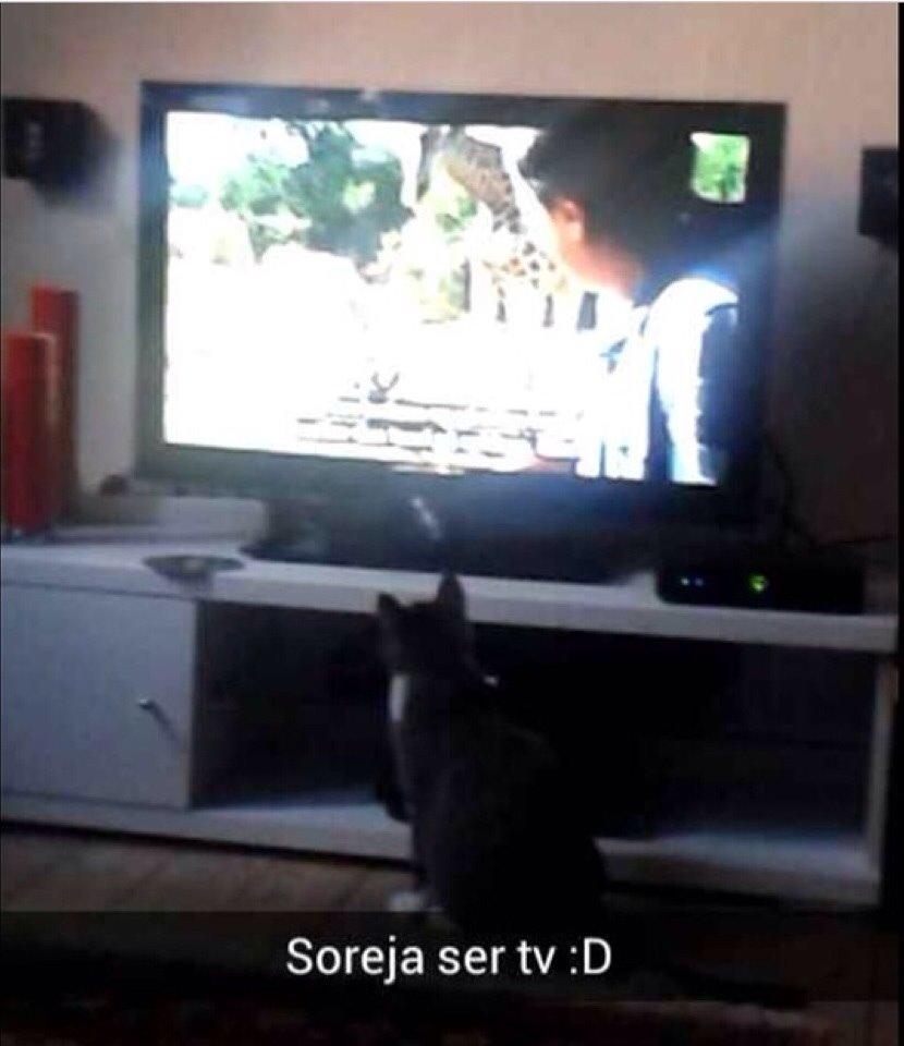 Huskat Soraja billede 10