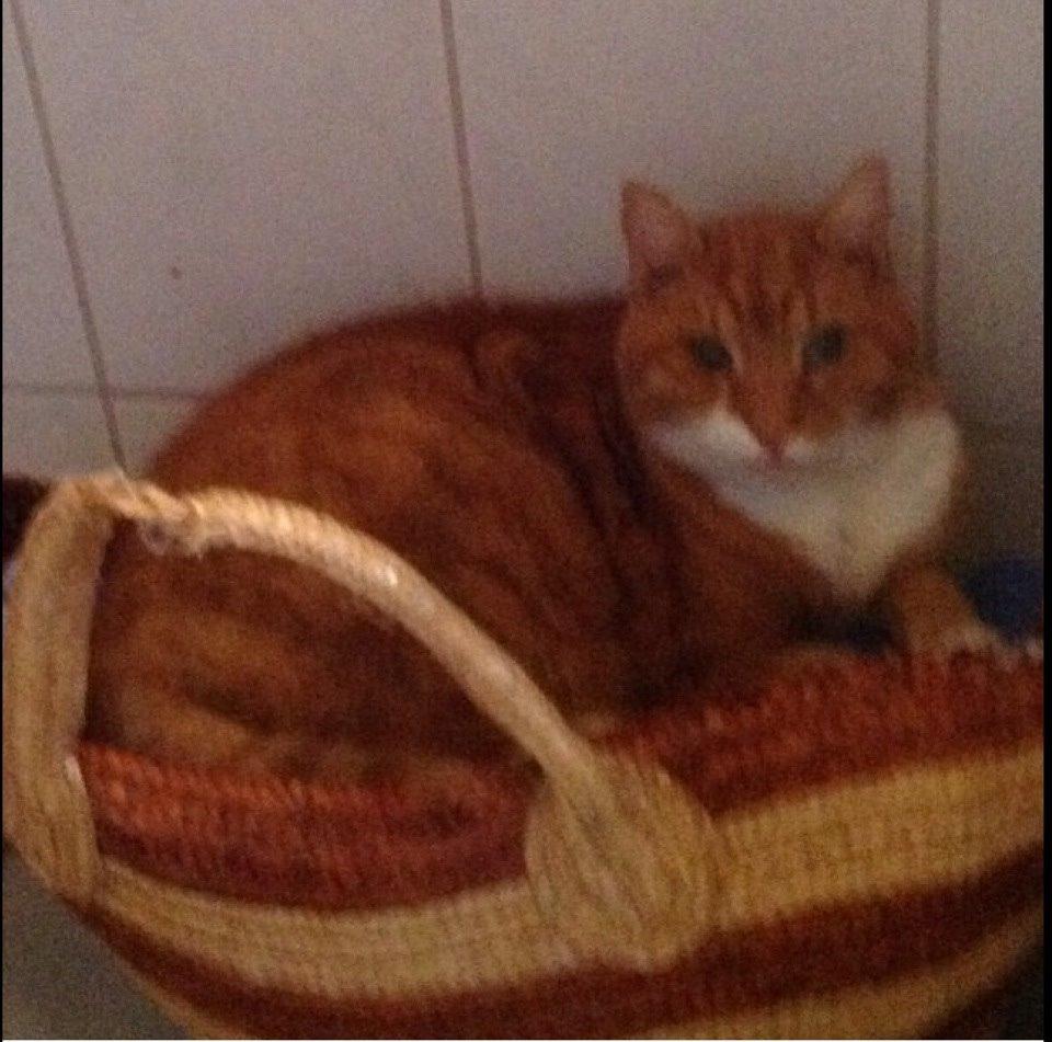 Huskat Rødmis billede 1