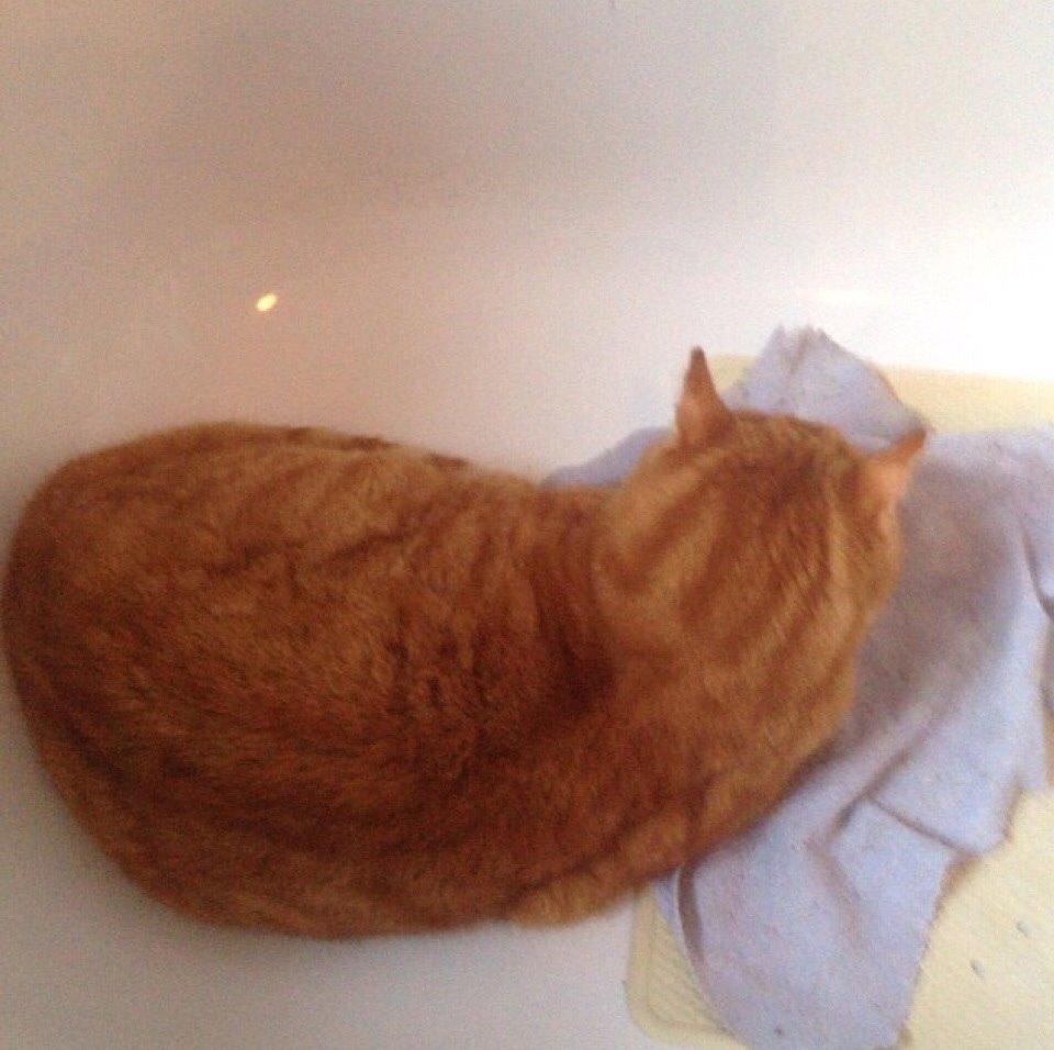 Huskat Rødmis billede 2