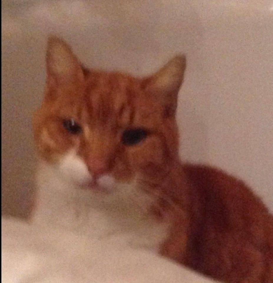 Huskat Rødmis billede 4