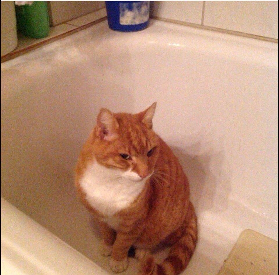 Huskat Rødmis billede 5