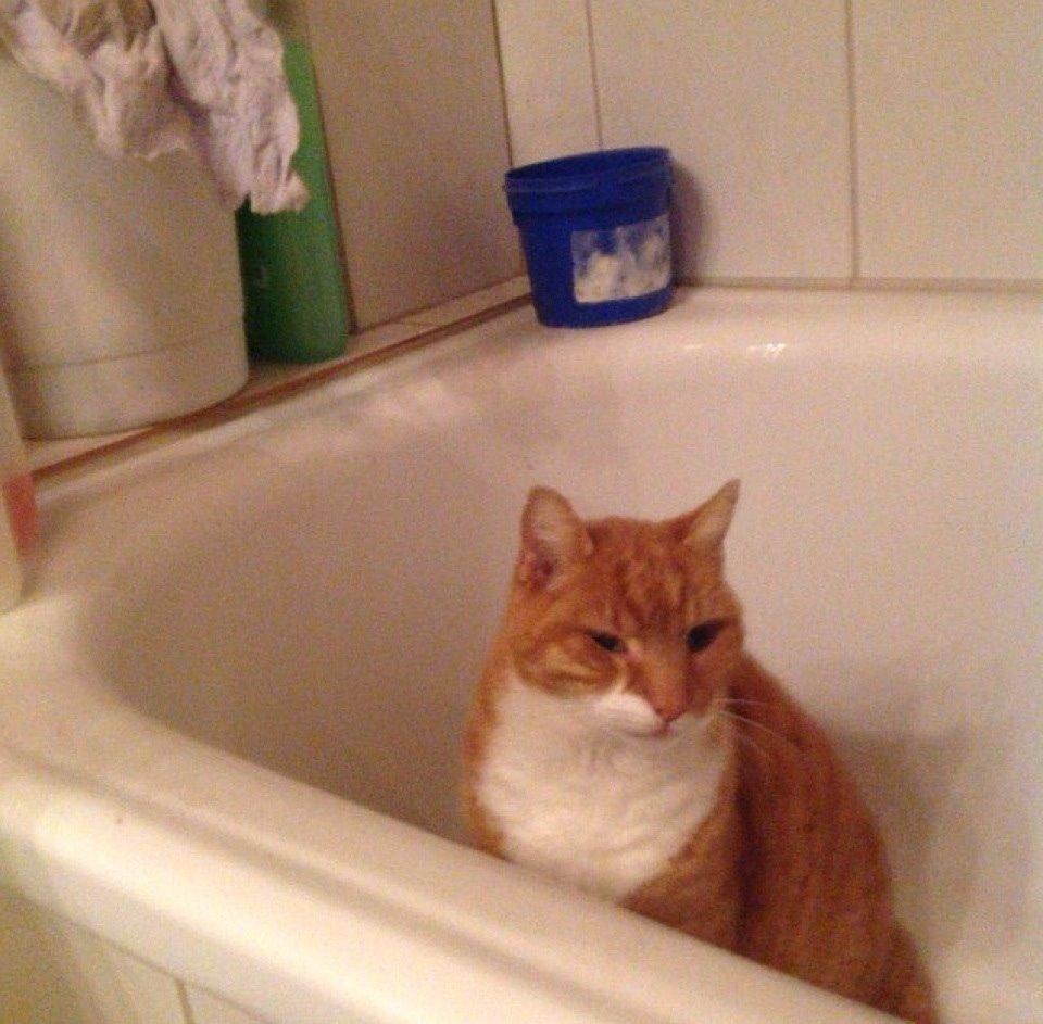 Huskat Rødmis billede 6