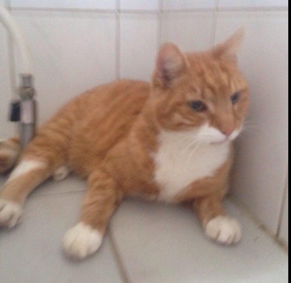 Huskat Rødmis billede 7