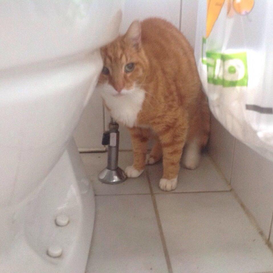 Huskat Rødmis billede 8