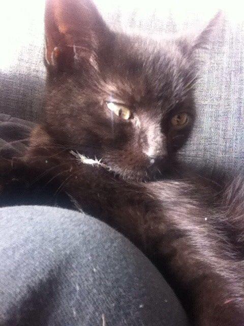 Huskat Mille billede 6