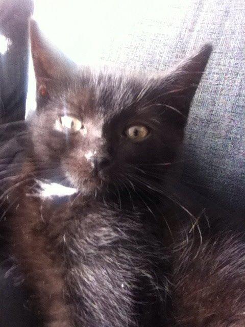 Huskat Mille billede 8