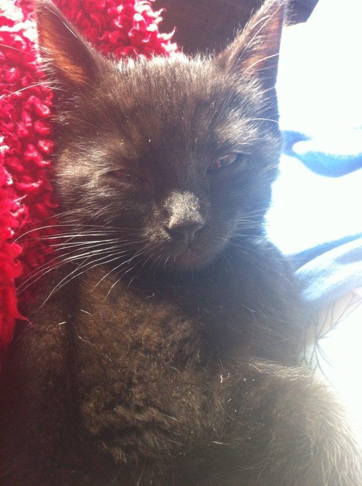 Huskat Mille billede 9