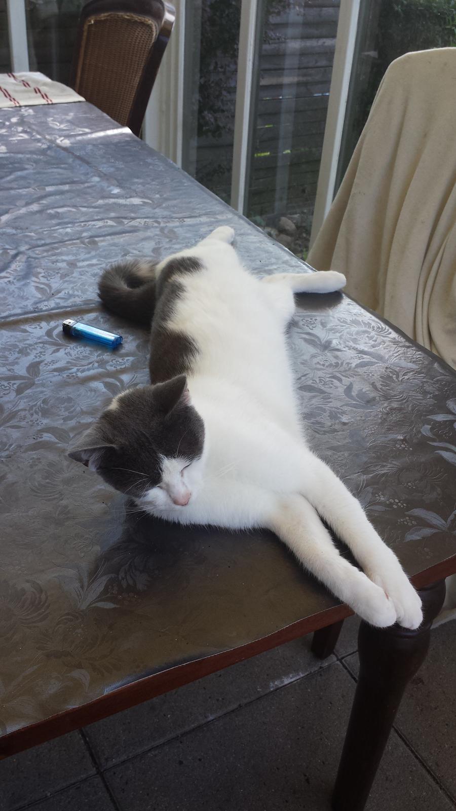 Huskat Oskar billede 1