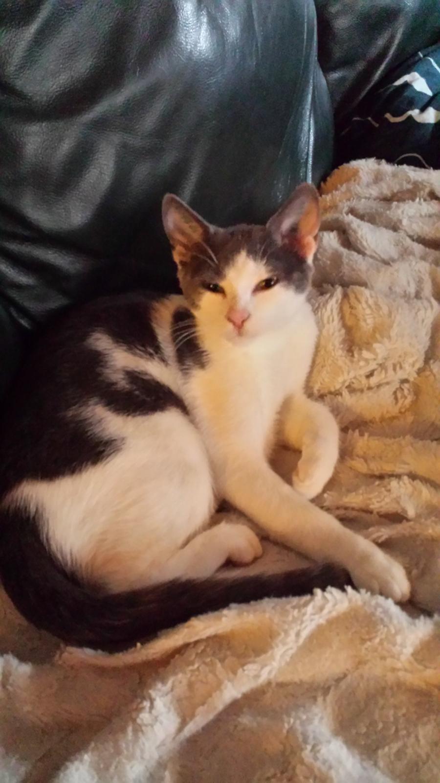 Huskat Oskar billede 2