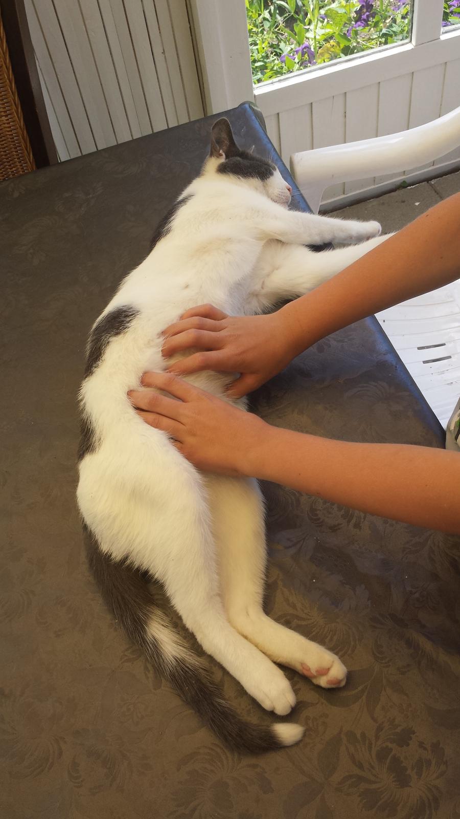 Huskat Oskar billede 3