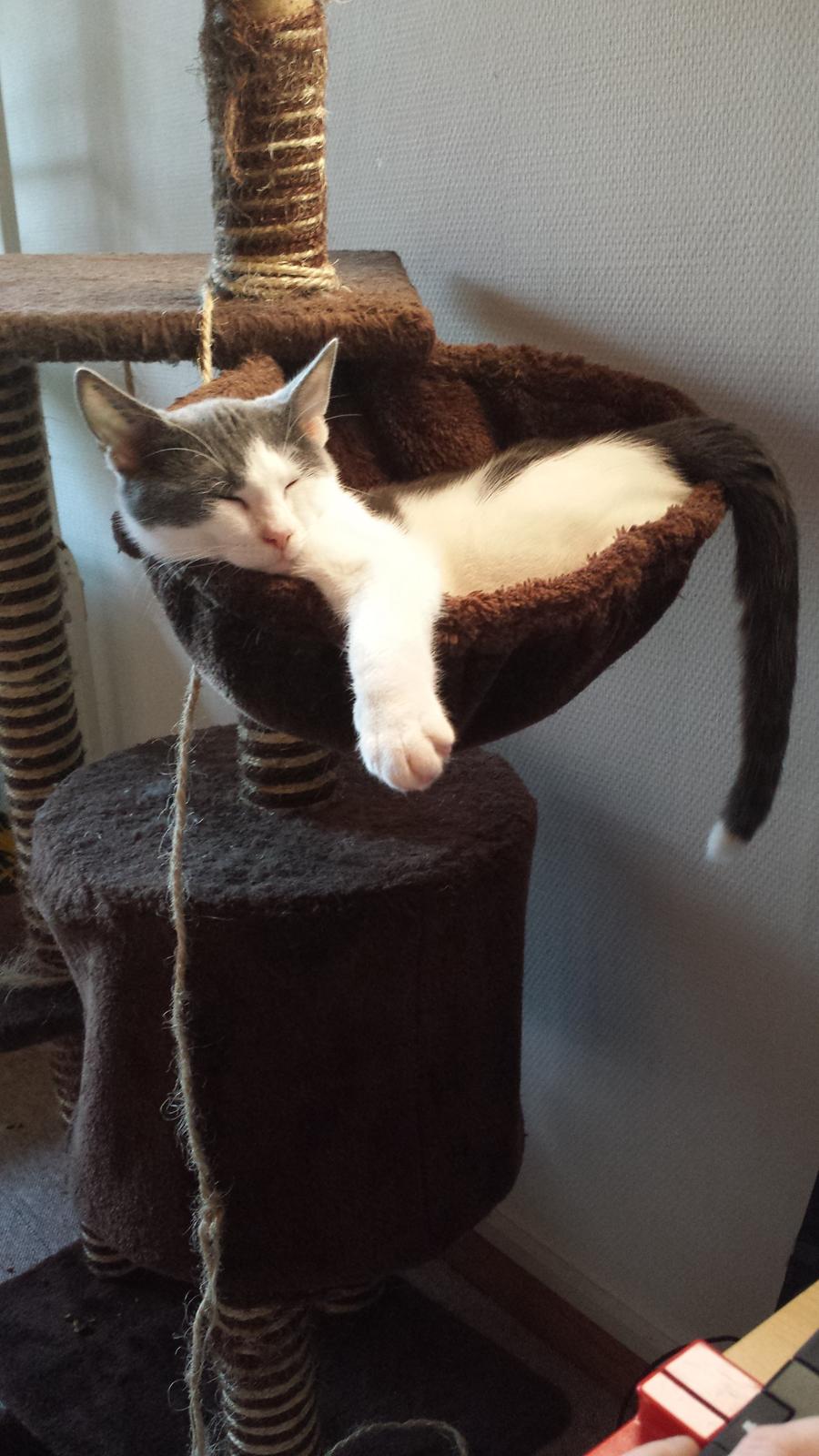 Huskat Oskar billede 4