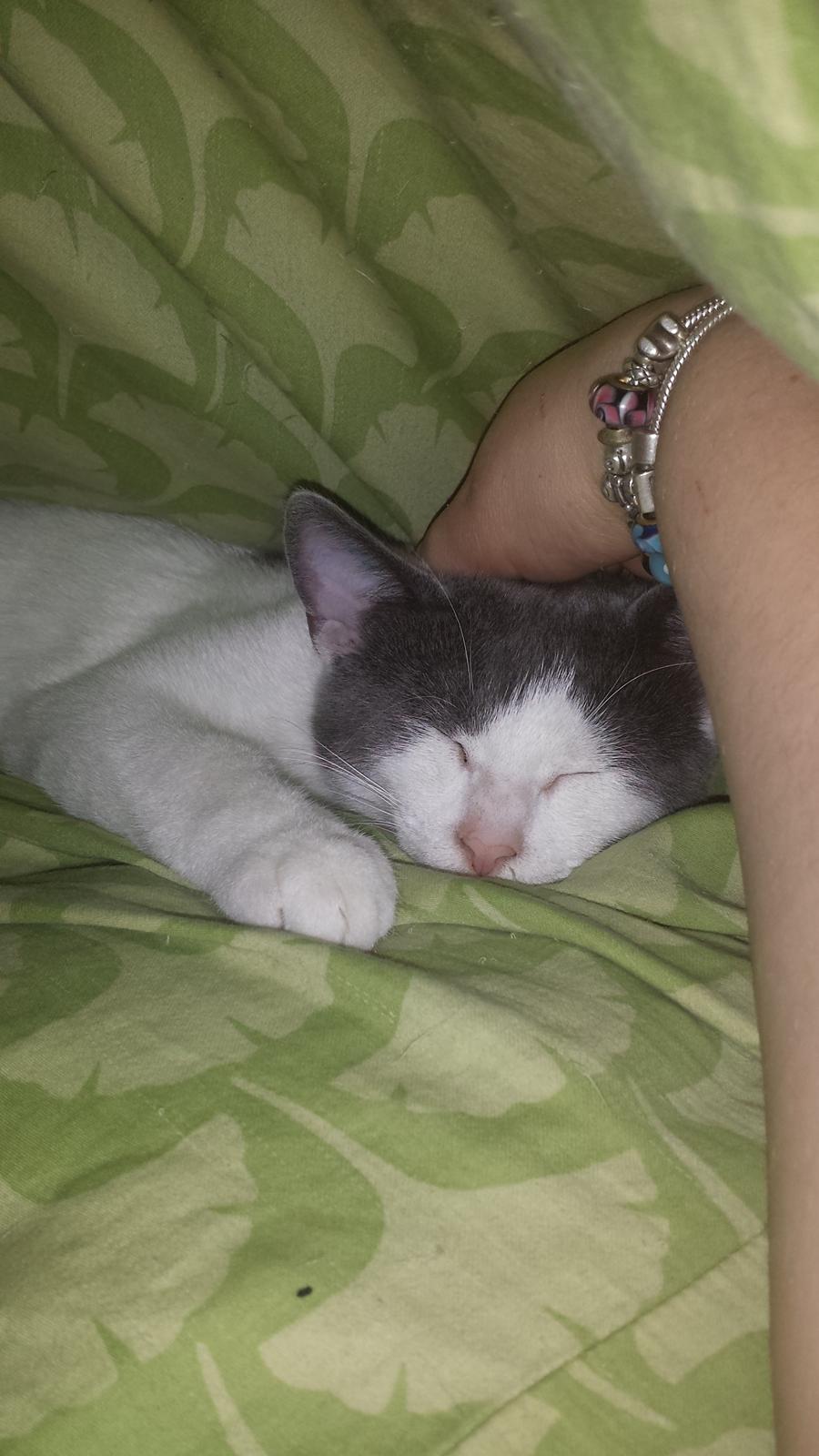 Huskat Oskar billede 5