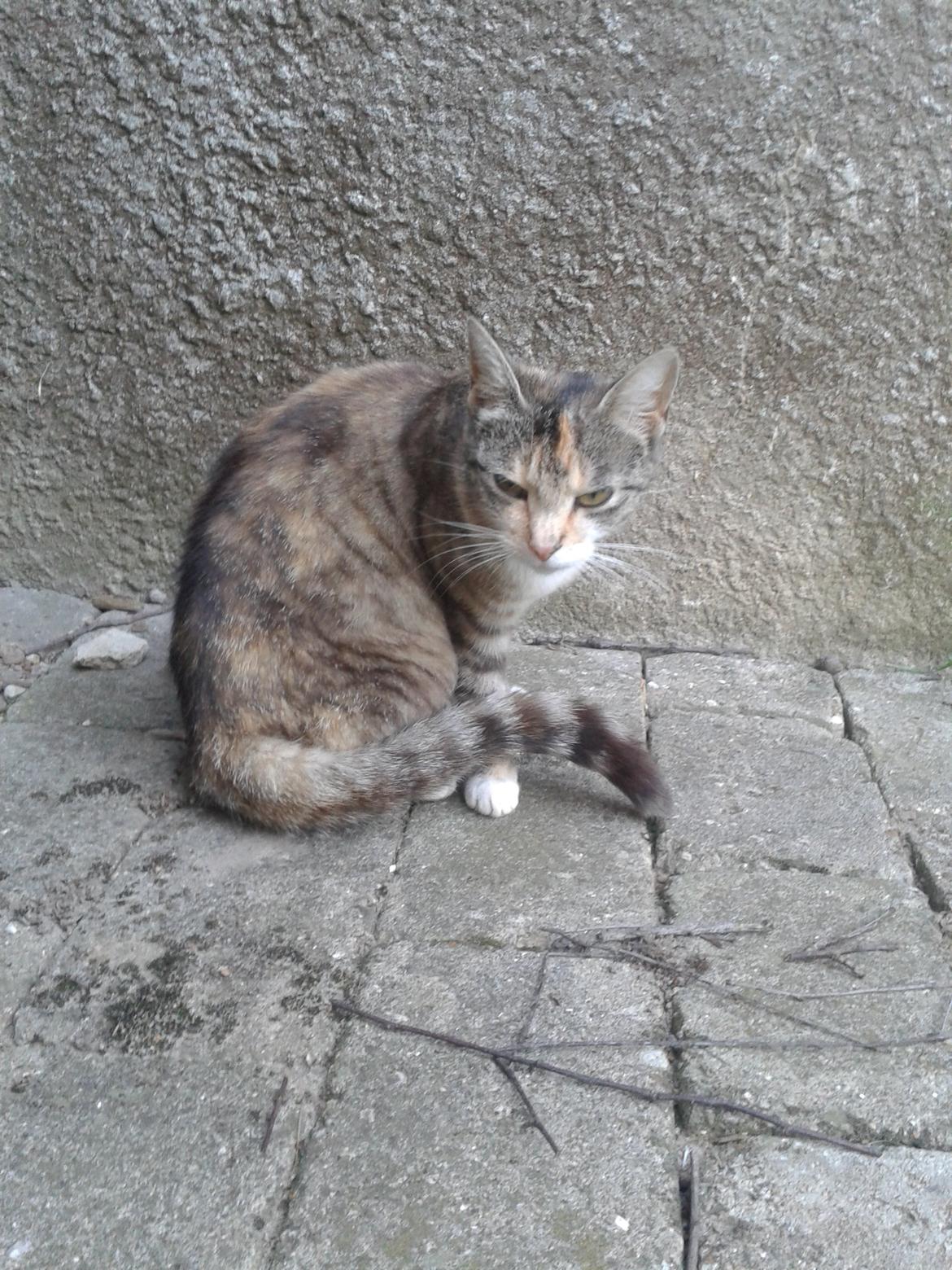 Huskat pus (mit et og alt) <3 billede 32