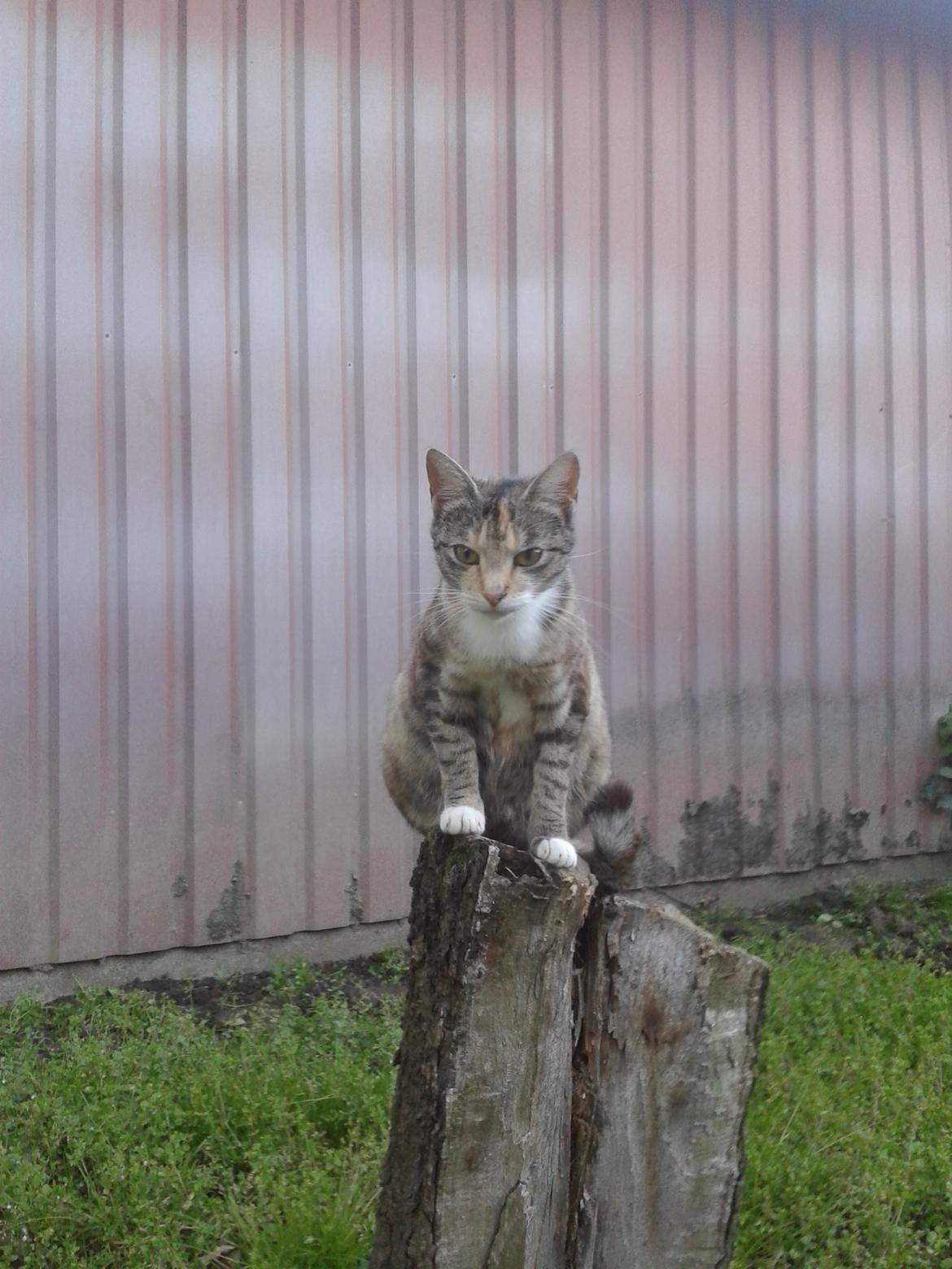 Huskat pus (mit et og alt) <3 billede 33