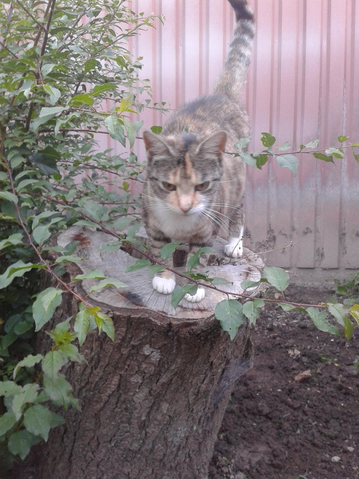 Huskat pus (mit et og alt) <3 billede 34