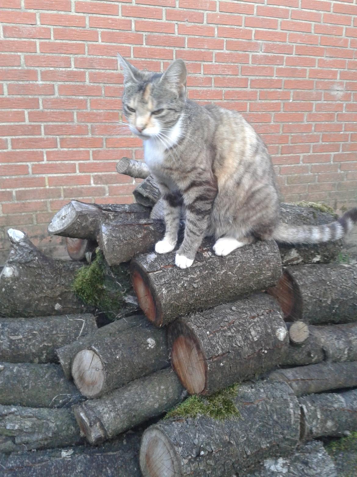 Huskat pus (mit et og alt) <3 billede 35