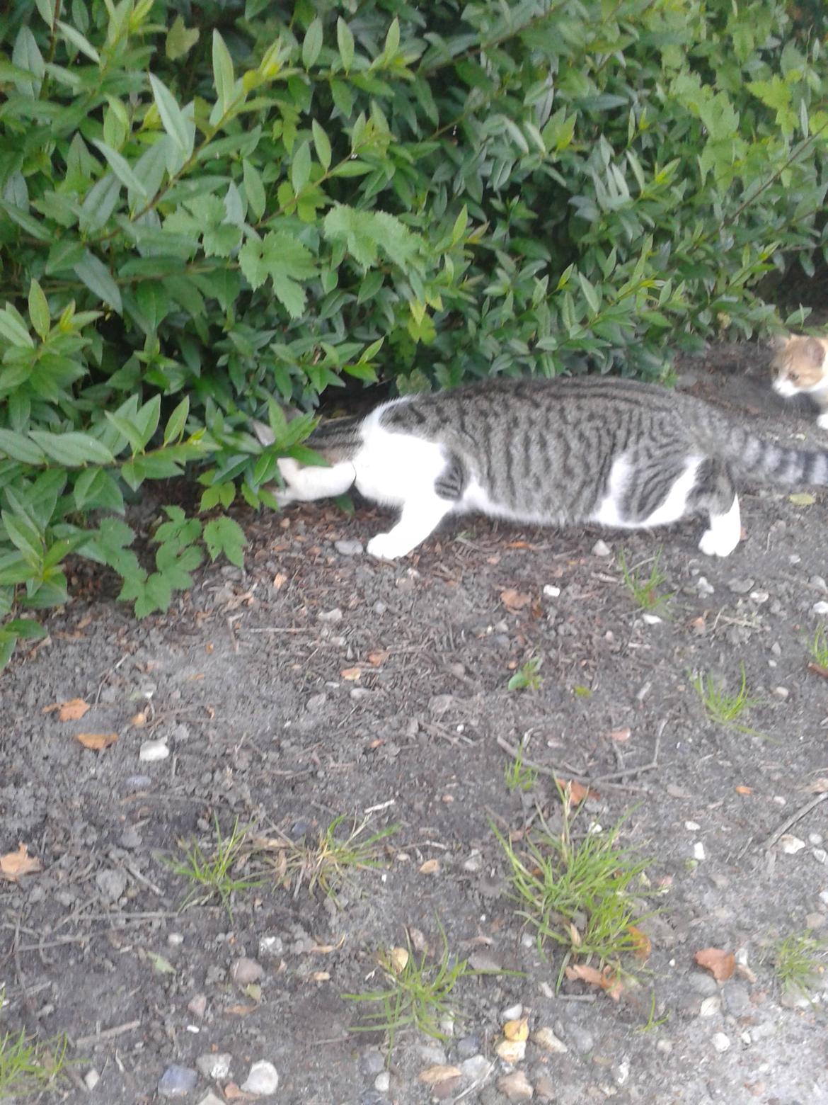 Huskat bølle - Noget spænde inde i hækken  billede 26